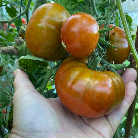 Tomat biff 'Copperhead'