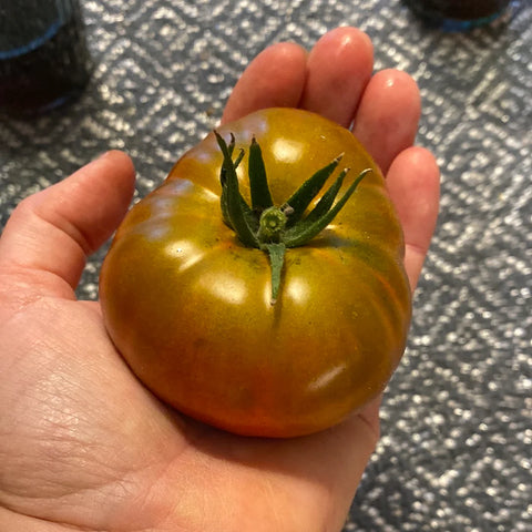 Tomat biff 'Copperhead'