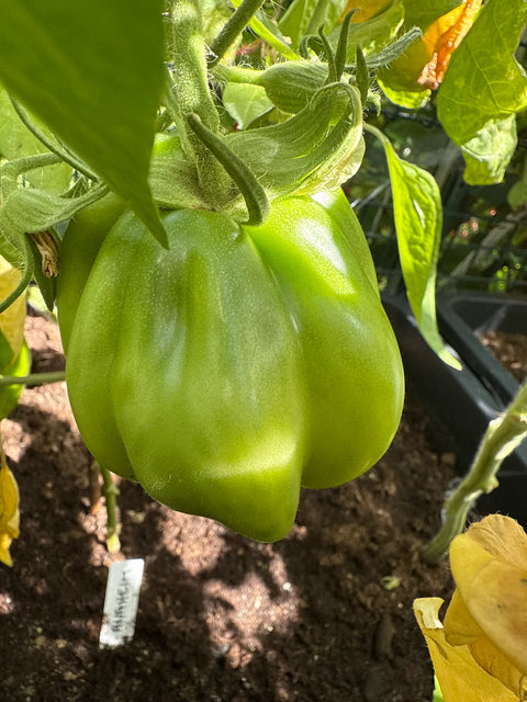 Tomat 'Côtelée De Valence' (2026 nyhet!)