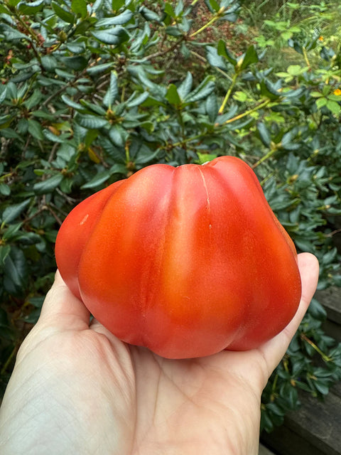 Tomat 'Côtelée De Valence' (2026 nyhet!)