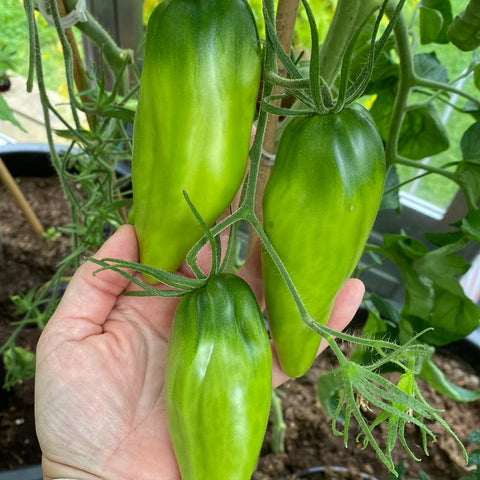 Saustomat 'Cuban Pepper Like Black'