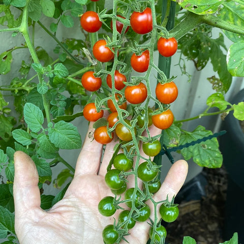 Ripstomat 'Currant Sweet Pea'