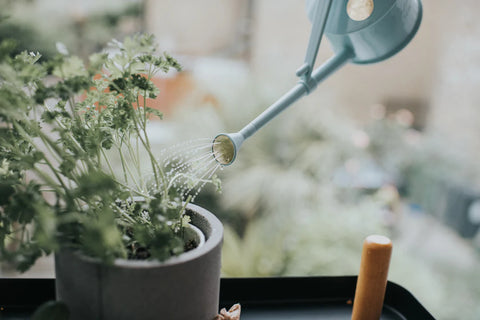 Vannkanne Lyseblå 0.5L, The Langley Sprinkler