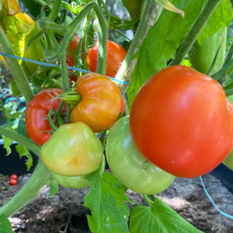 Tomat busk 'Darling'