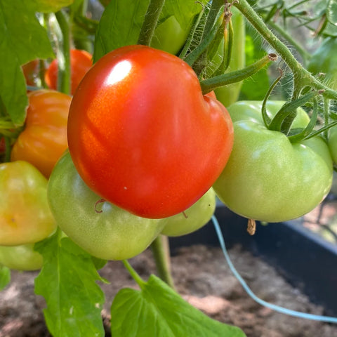 Tomat busk 'Darling'