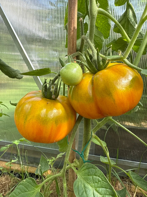 Tomat biff 'Delta Dawn' (2026 nyhet!)