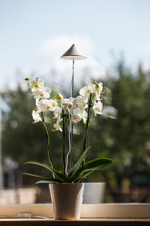 Sunlite Orchid plantelys 10W hvit
