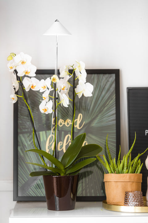 Sunlite Orchid plantelys 10W hvit