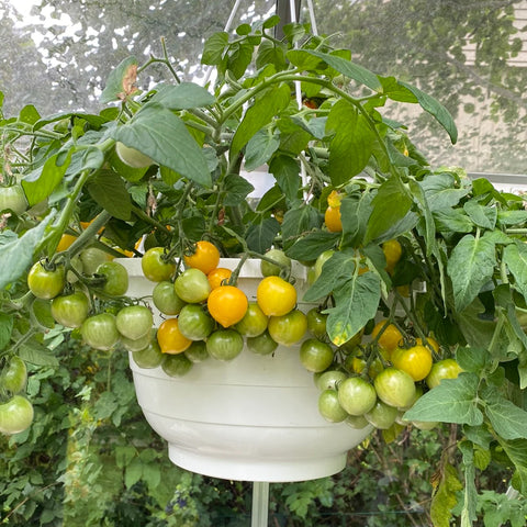 Tomat ampel 'Floragold Basket'