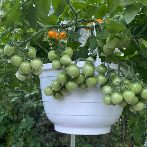 Tomat ampel 'Floragold Basket'