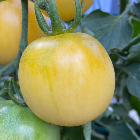 Tomat cherry 'Ghost Cherry'