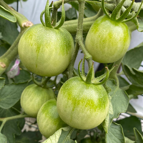 Tomat cherry 'Ghost Cherry'