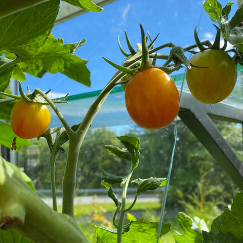 Tomat 'Golden Bumble Bee' (2026 nyhet!)