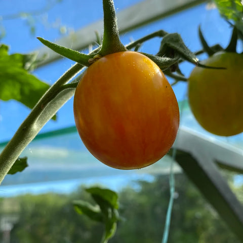 Tomat 'Golden Bumble Bee' (2026 nyhet!)