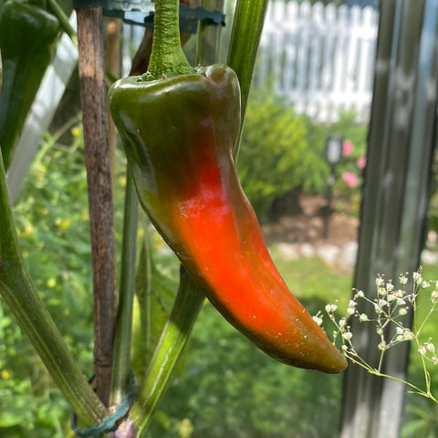 Chili 'Gorria'