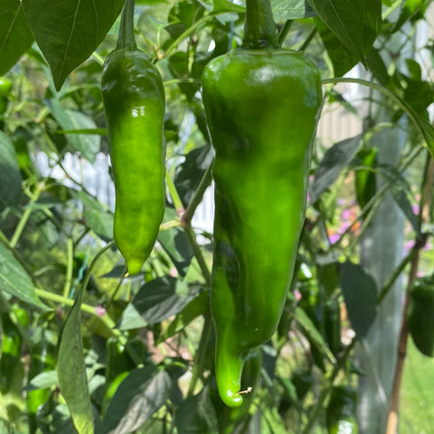 Chili 'Gorria'