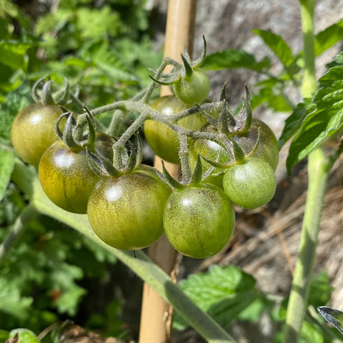Tomat cherry 'Green Krim'