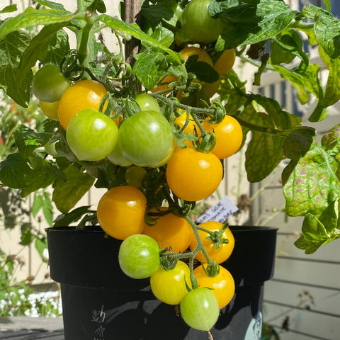 Tomat microbusk 'Hahm's Gelbe Topftomate'