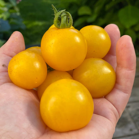 Tomat microbusk 'Hahm's Gelbe Topftomate'