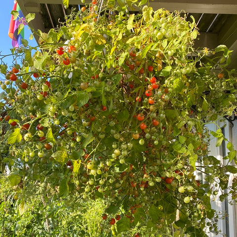 Tomat cherry 'Hundreds and Thousands'