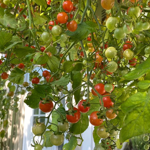 Tomat cherry 'Hundreds and Thousands'