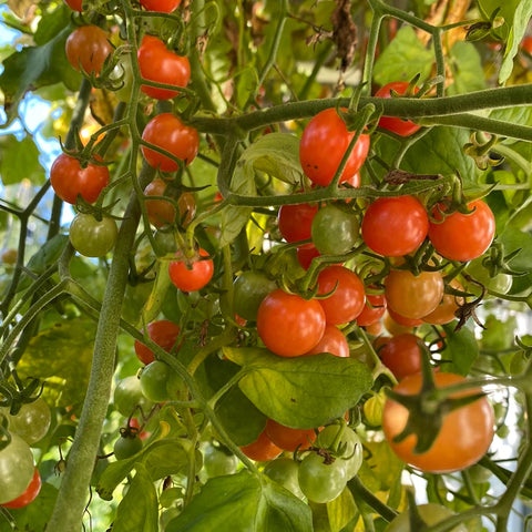 Tomat cherry 'Hundreds and Thousands'