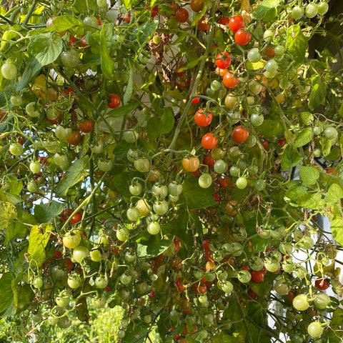 Tomat cherry 'Hundreds and Thousands'