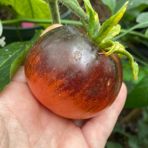 Tomat 'Indigo Apple'