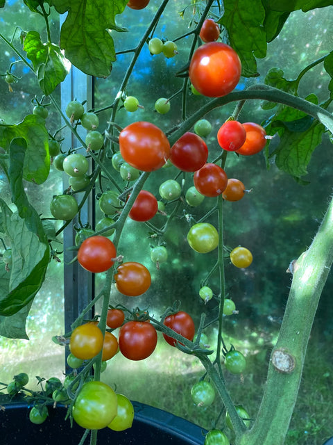 Tomat cherry 'Iva's Red Berry'