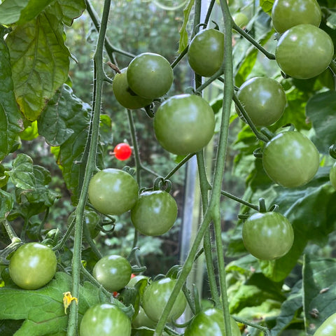 Tomat cherry 'Iva's Red Berry'