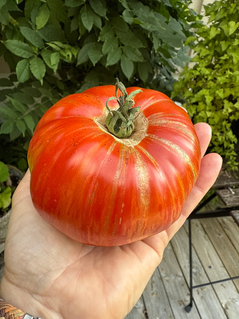 Tomat biff 'Legs Diamond' (2026 nyhet!)