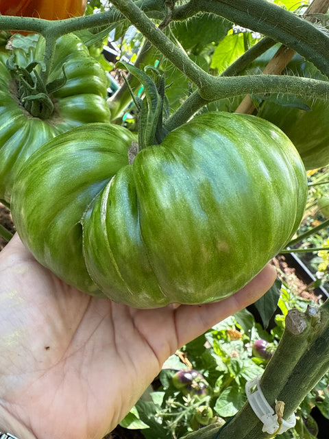 Tomat biff 'Legs Diamond' (2026 nyhet!)