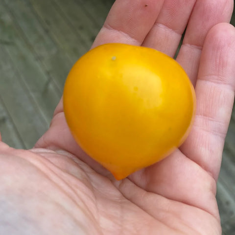 Tomat ampel 'Lil Peep'