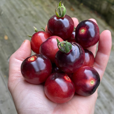 Tomat cherry 'Lindhard's Lilac Jewel'