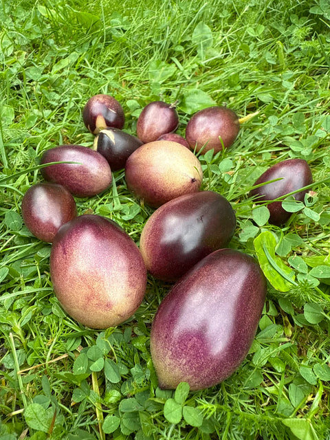 Tomat cherry 'MärchenEngel' (2026 nyhet!)