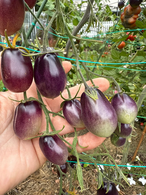 Tomat cherry 'MärchenEngel' (2026 nyhet!)