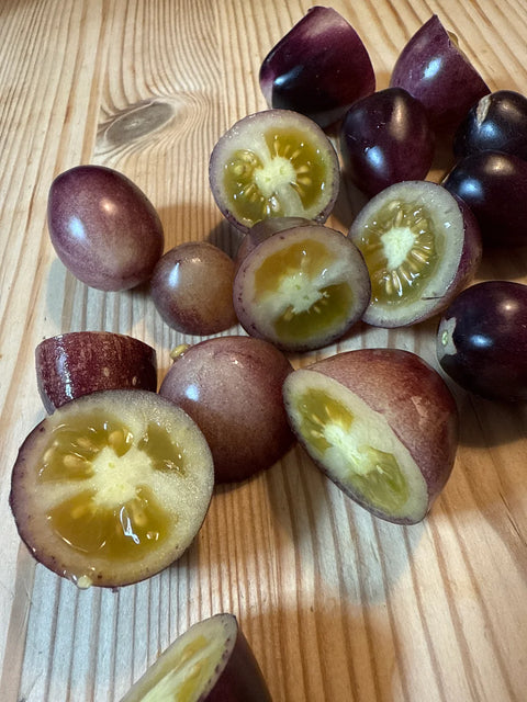 Tomat cherry 'MärchenEngel' (2026 nyhet!)