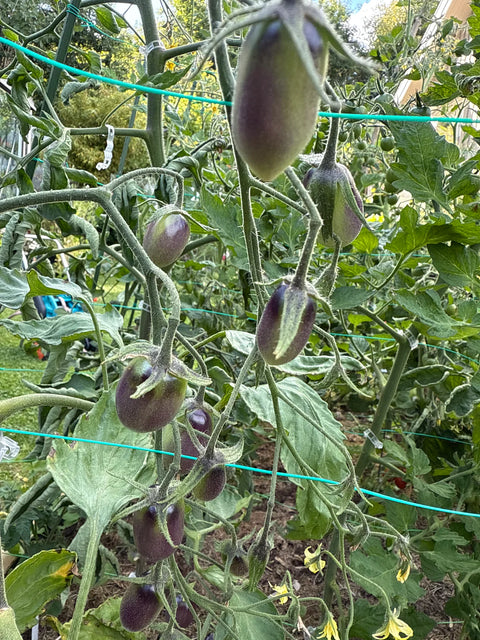 Tomat cherry 'MärchenEngel' (2026 nyhet!)