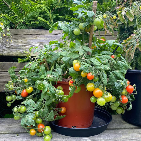 Tomat microbusk 'Minibel'