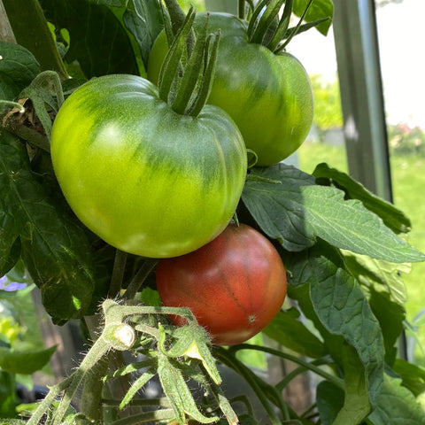 Tomat biff 'Negrillo De Almoguera'