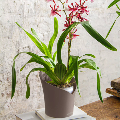 Selvvanningspotte orkidé taupe