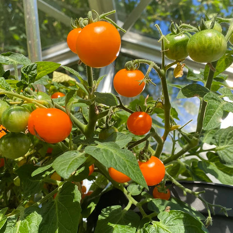 Tomat microbusk 'Orange Dream' 