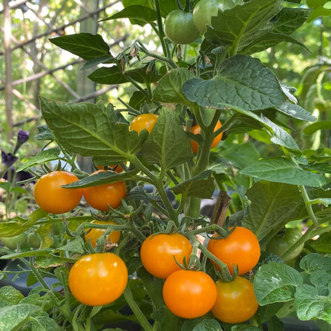 Tomat microbusk 'Orange Dream' 