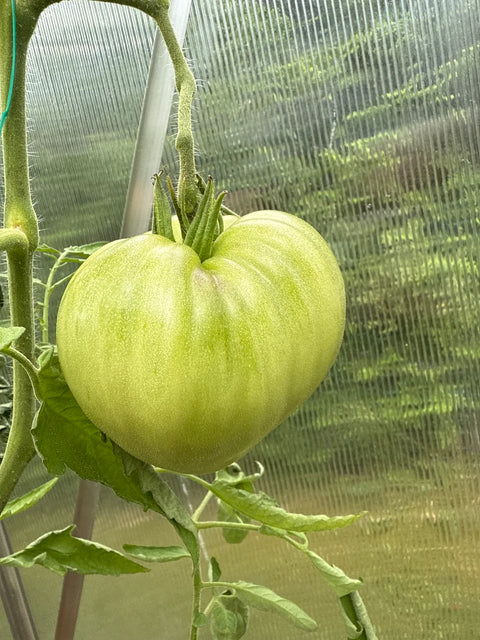 Tomat biff 'Oxheart pink' (2026 nyhet!)