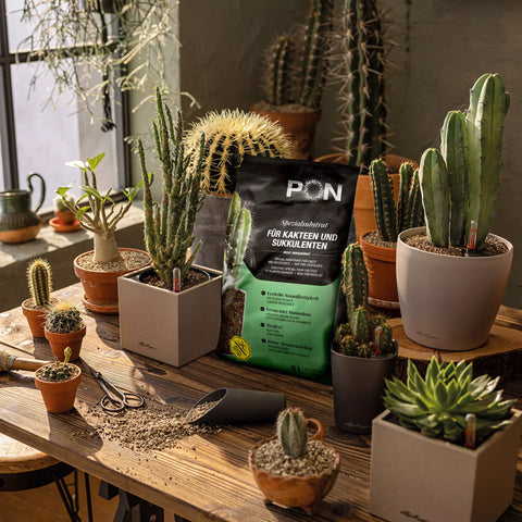 Cactuspon 3L