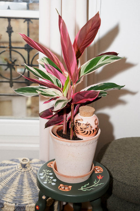 Håndlaget Olla selvvanning, Tiger x Camille Gressier- Limited Edition