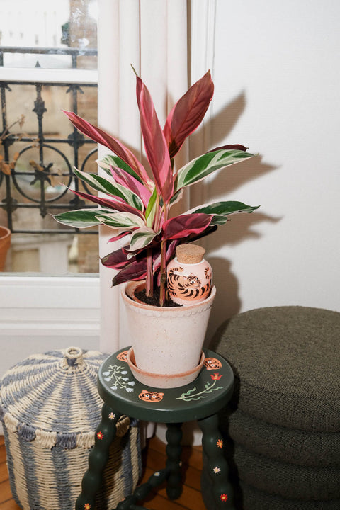 Håndlaget Olla selvvanning, Tiger x Camille Gressier- Limited Edition