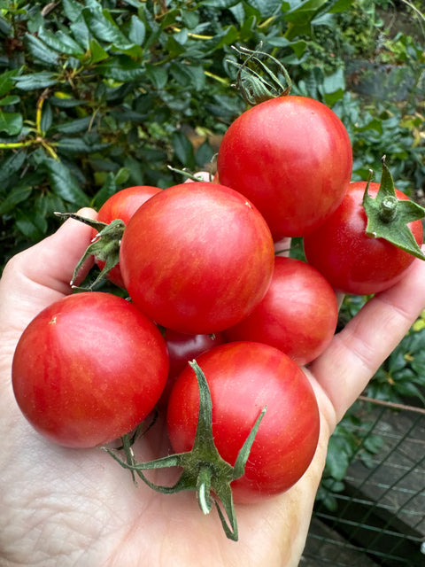 Tomat cherry 'Pink Bumble Bee'