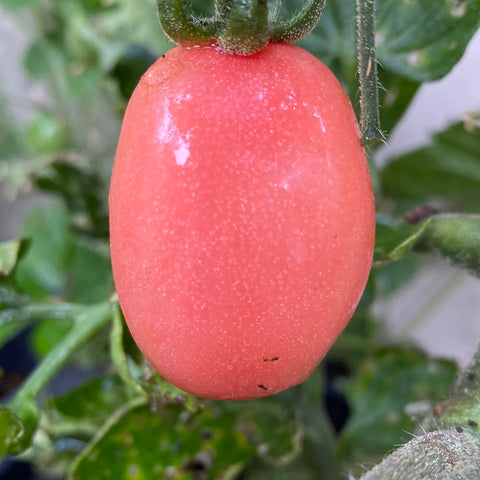 Tomat 'Pink Thai Egg'