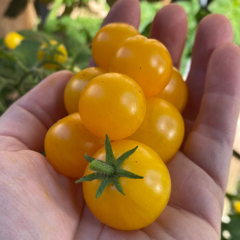 Tomat Microbusk 'Pinocchio Orange'